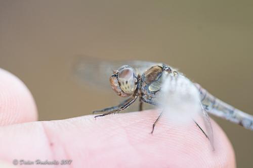 Sympetrum striolatum